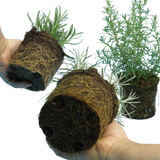 Aromatic Herb Collection 1L at Cedar Nursery Surrey