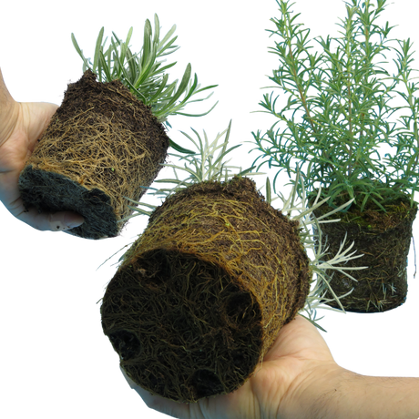 Aromatic Herb Collection 1L at Cedar Nursery Surrey