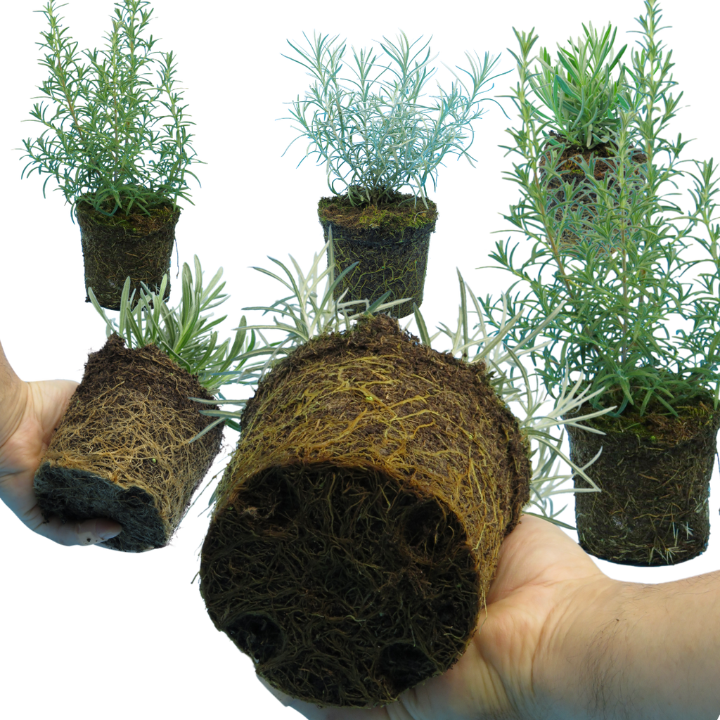 Aromatic Herb Collection 1L at Cedar Nursery Surrey