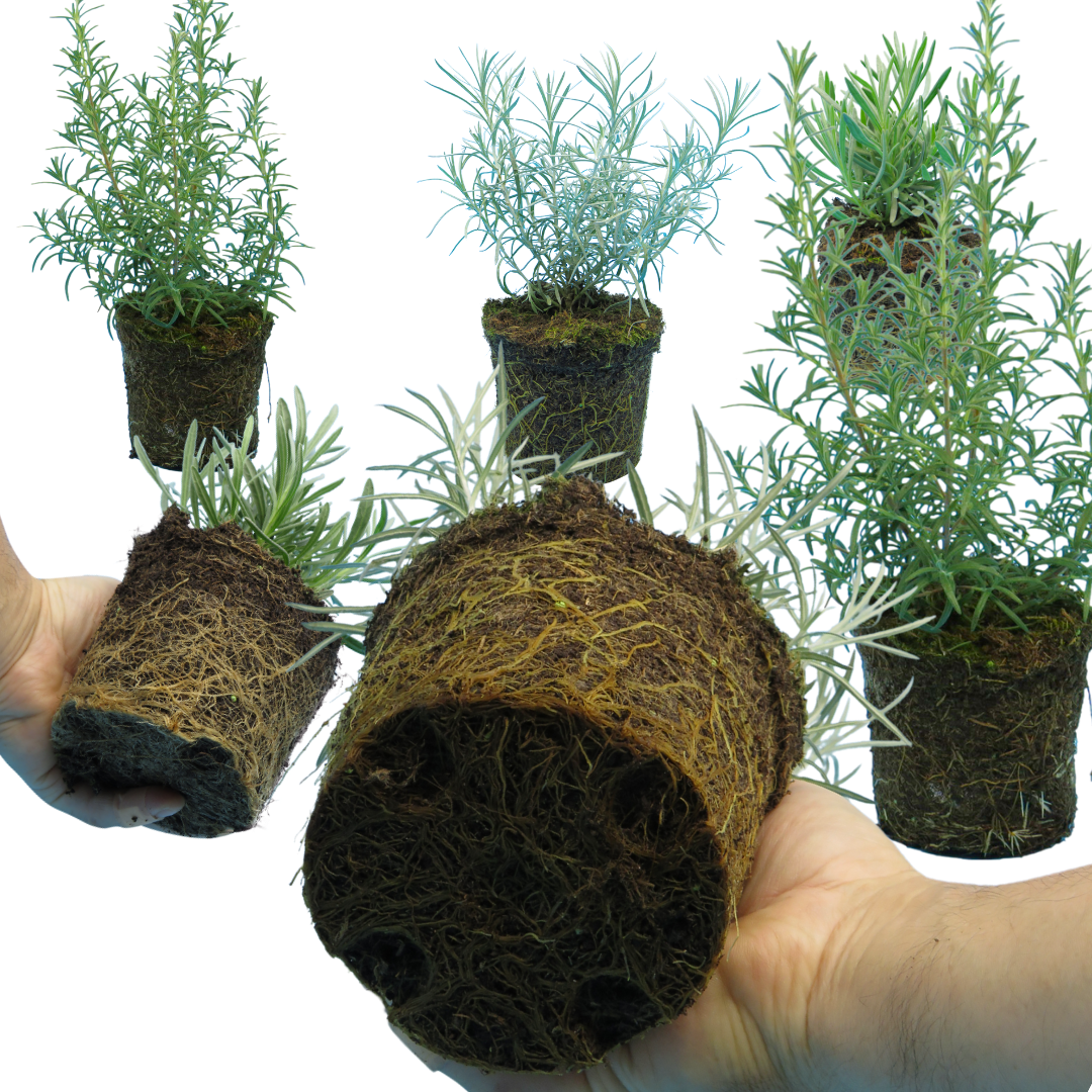 Aromatic Herb Collection 1L at Cedar Nursery Surrey