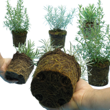 Aromatic Herb Collection 1L at Cedar Nursery Surrey