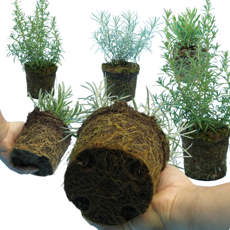 Aromatic Herb Collection 1L at Cedar Nursery Surrey