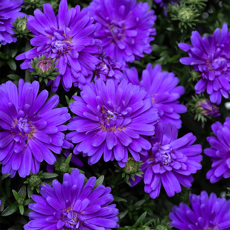 Aster x frikartii Alpha Dark Purple Space 2L at Cedar Nursery Surrey