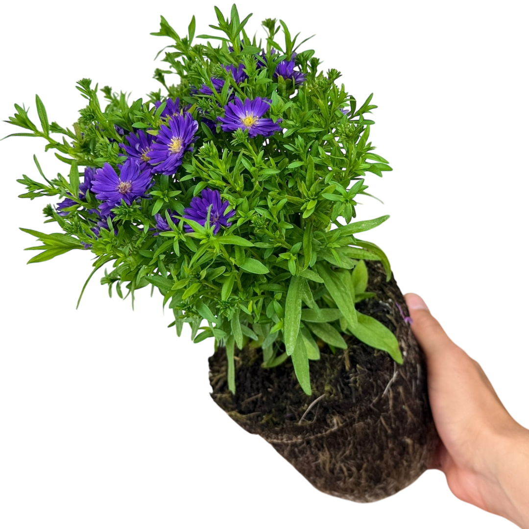 Aster x frikartii Alpha Dark Purple Space 2L at Cedar Nursery Surrey