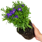 Aster x frikartii Alpha Dark Purple Space 2L at Cedar Nursery Surrey