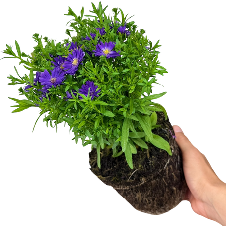Aster x frikartii Alpha Dark Purple Space 2L at Cedar Nursery Surrey