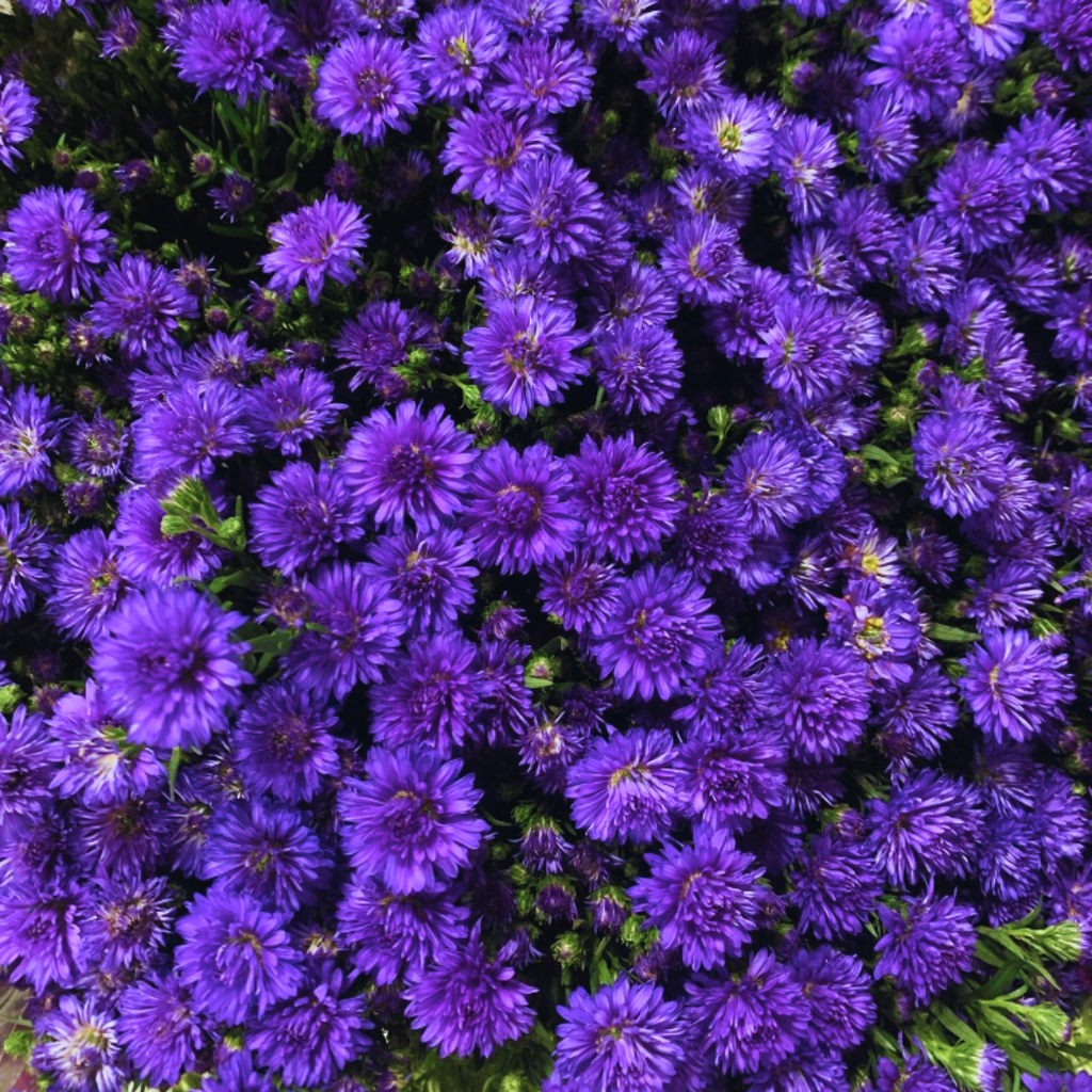 Aster x frikartii Alpha Dark Purple Space 2L at Cedar Nursery Surrey