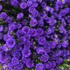 Aster x frikartii Alpha Dark Purple Space 2L at Cedar Nursery Surrey