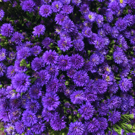 Aster x frikartii Alpha Dark Purple Space 2L at Cedar Nursery Surrey