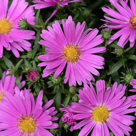 Aster x frikartii Alpha Light Pink 2L at Cedar Nursery Surrey