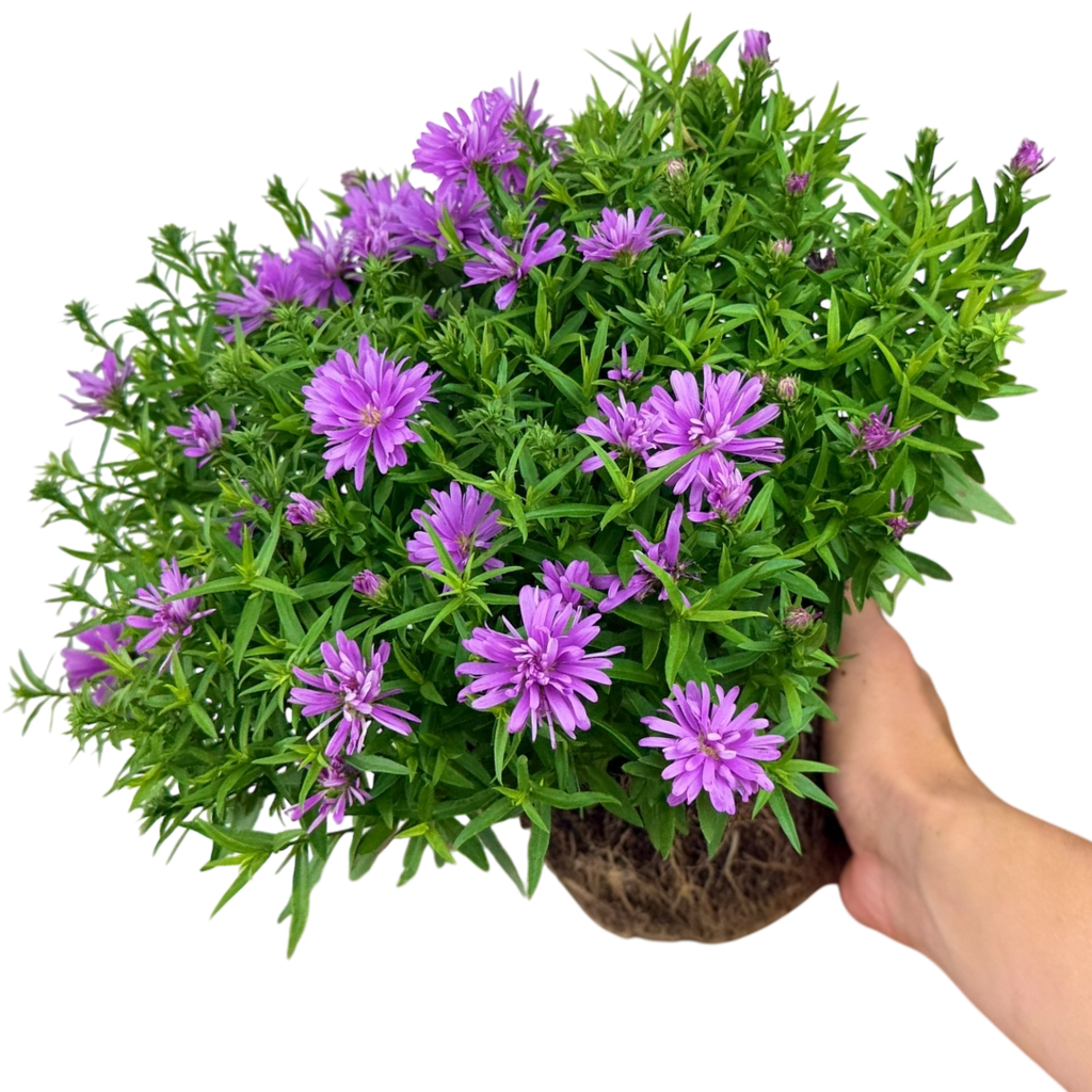 Aster x frikartii Alpha Light Pink 2L at Cedar Nursery Surrey