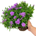 Aster x frikartii Alpha Light Pink 2L at Cedar Nursery Surrey