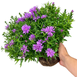 Aster x frikartii Alpha Light Pink 2L at Cedar Nursery Surrey