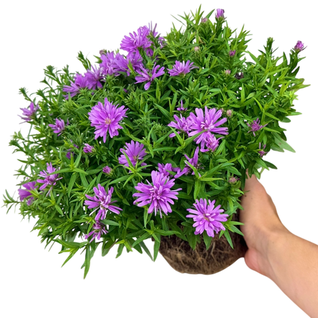 Aster x frikartii Alpha Light Pink 2L at Cedar Nursery Surrey