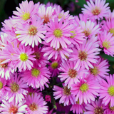 Aster x frikartii Alpha Light Pink 2L at Cedar Nursery Surrey