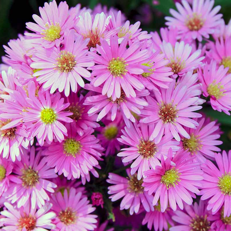 Aster x frikartii Alpha Light Pink 2L at Cedar Nursery Surrey