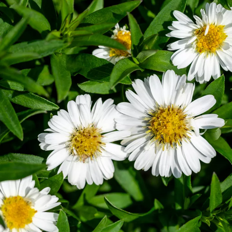 Aster x frikartii Alpha White 2L at Cedar Nursery Surrey