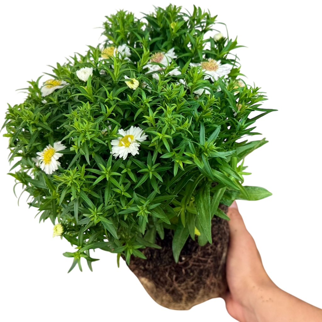 Aster x frikartii Alpha White 2L at Cedar Nursery Surrey
