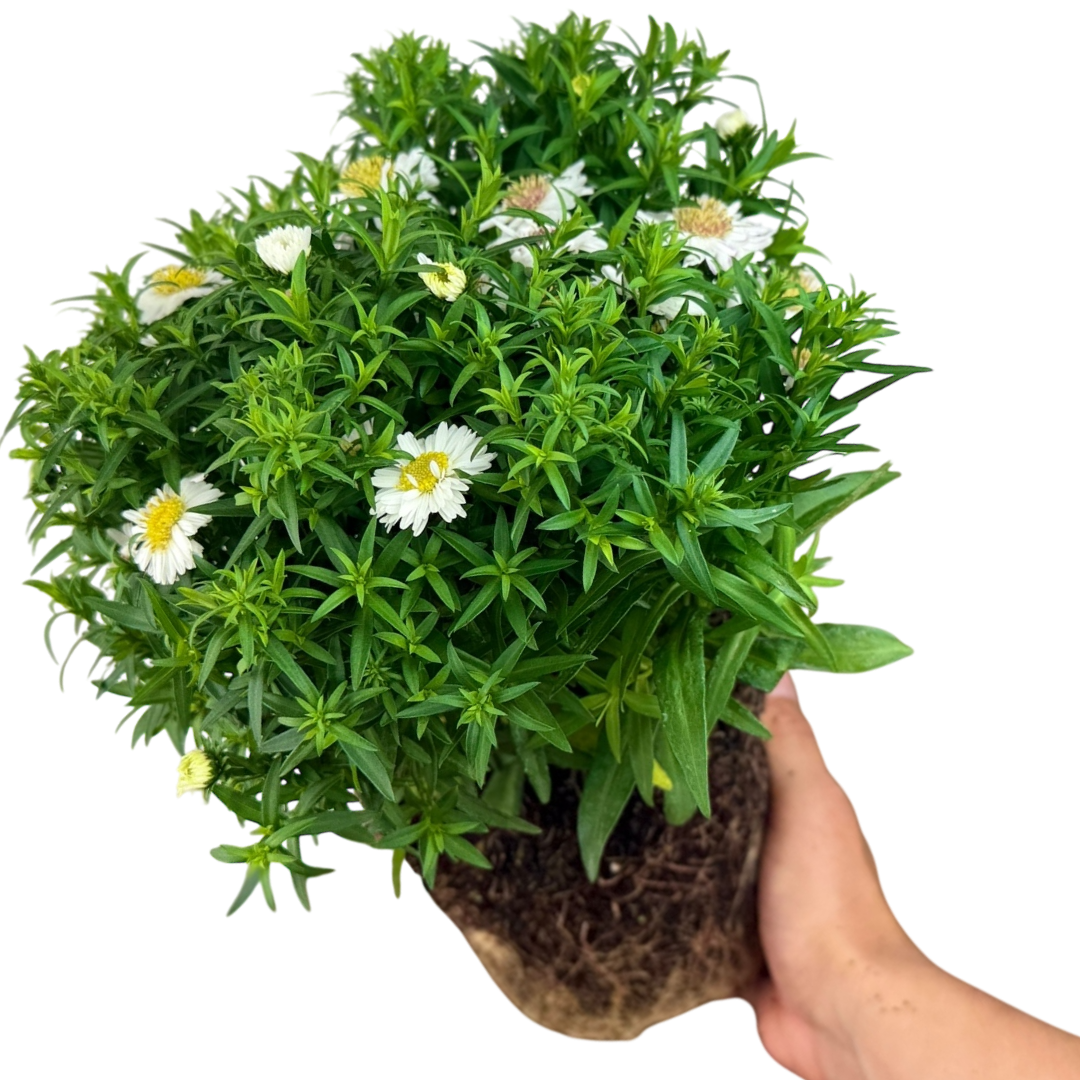 Aster x frikartii Alpha White 2L at Cedar Nursery Surrey