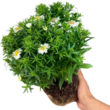 Aster x frikartii Alpha White 2L at Cedar Nursery Surrey