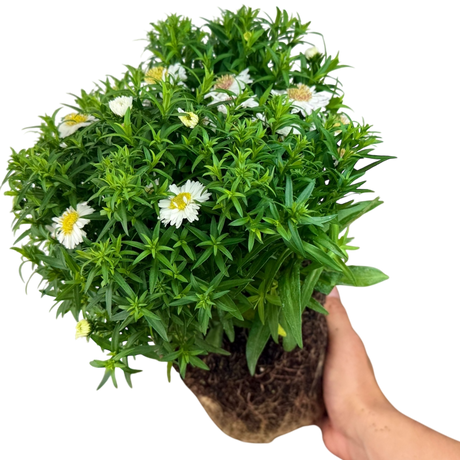 Aster x frikartii Alpha White 2L at Cedar Nursery Surrey