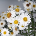 Aster x frikartii Alpha White 2L at Cedar Nursery Surrey