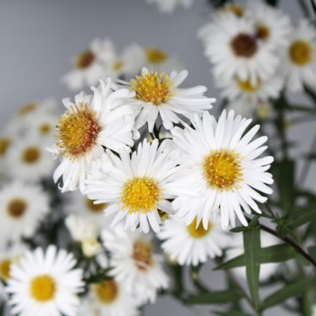 Aster x frikartii Alpha White 2L at Cedar Nursery Surrey