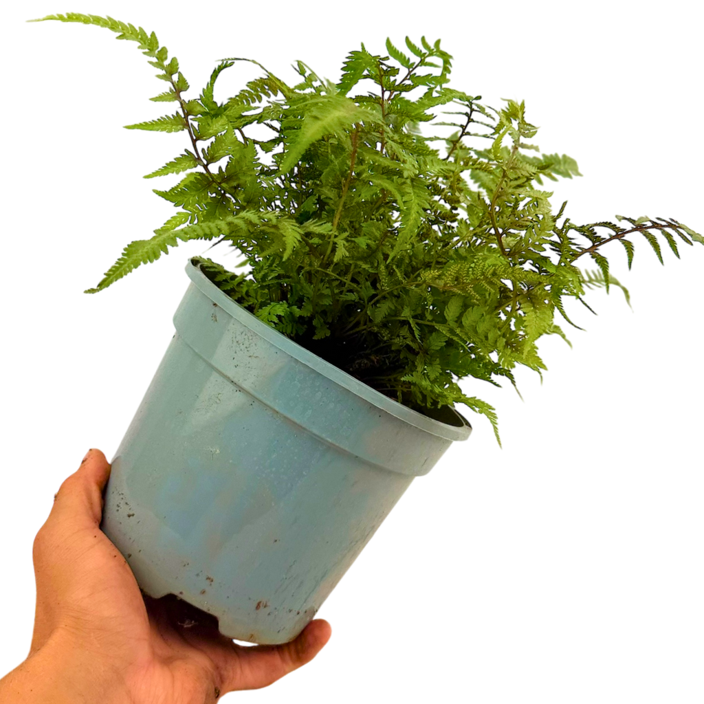 Athyrium niponicum var pictum Japanese Painted Fern 2L at Cedar Nursery Surrey