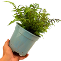 Athyrium niponicum var pictum Japanese Painted Fern 2L at Cedar Nursery Surrey