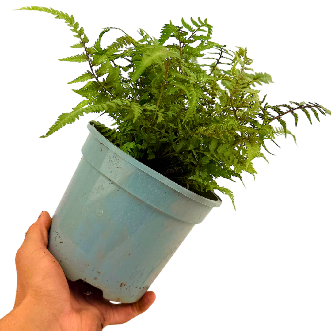 Athyrium niponicum var pictum Japanese Painted Fern 2L at Cedar Nursery Surrey