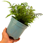 Athyrium niponicum var pictum Japanese Painted Fern 2L at Cedar Nursery Surrey