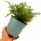 Athyrium niponicum var pictum Japanese Painted Fern 2L at Cedar Nursery Surrey