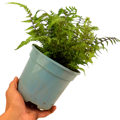 Athyrium niponicum var pictum Japanese Painted Fern 2L at Cedar Nursery Surrey