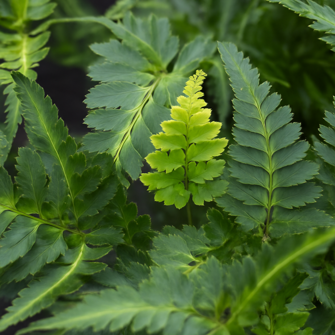 Athyrium niponicum var pictum Japanese Painted Fern 2L at Cedar Nursery Surrey