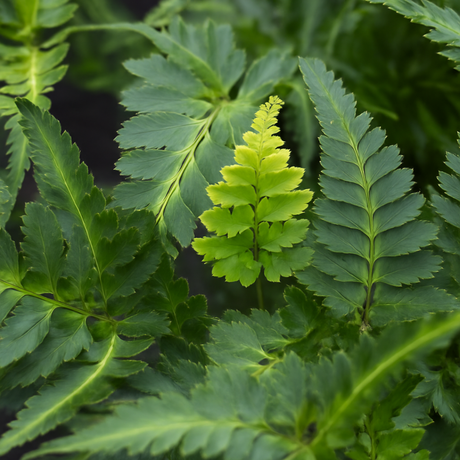 Athyrium niponicum var pictum Japanese Painted Fern 2L at Cedar Nursery Surrey