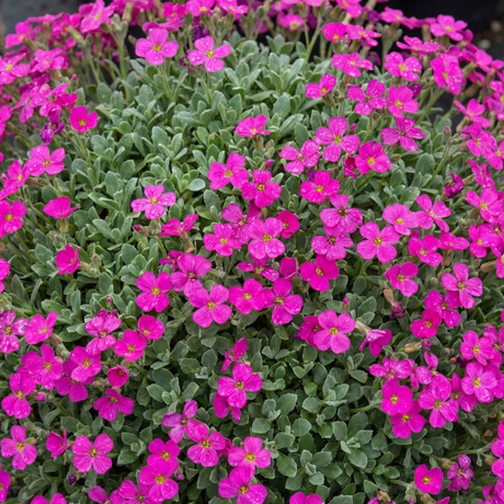 Aubrieta 'Florado Neon Pink' from Cedar Nursery, Cobham