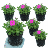 Aubrieta 'Florado Neon Pink' from Cedar Nursery, Cobham