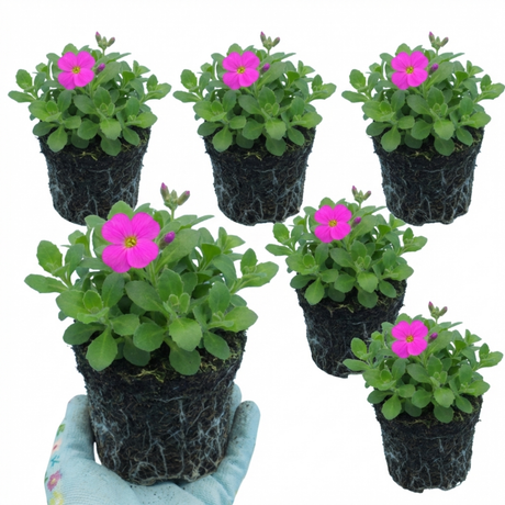 Aubrieta 'Florado Neon Pink' from Cedar Nursery, Cobham