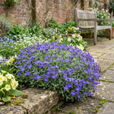 Aubrieta 'Kitte Blue' from Cedar Nursery, Cobham
