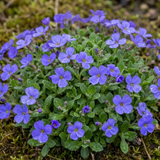 Aubrieta 'Kitte Blue' from Cedar Nursery, Cobham