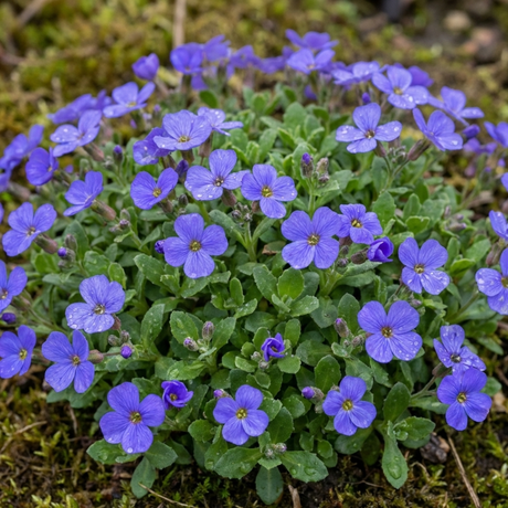 Aubrieta 'Kitte Blue' from Cedar Nursery, Cobham