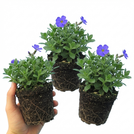 Aubrieta 'Kitte Blue' from Cedar Nursery, Cobham