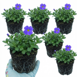 Aubrieta 'Kitte Blue' from Cedar Nursery, Cobham