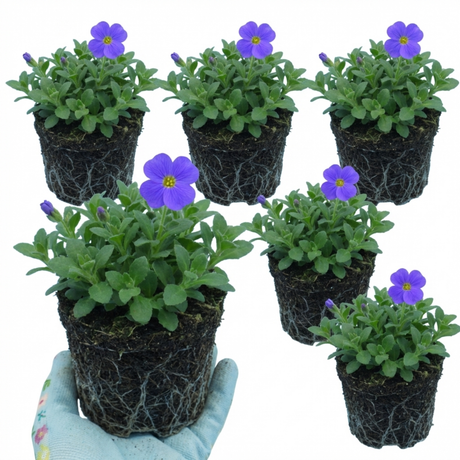Aubrieta 'Kitte Blue' from Cedar Nursery, Cobham