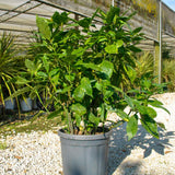 Aucuba japonica 'Crotonifolia' - available from Cedar Nursery, Surrey