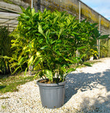 Aucuba japonica 'Crotonifolia'