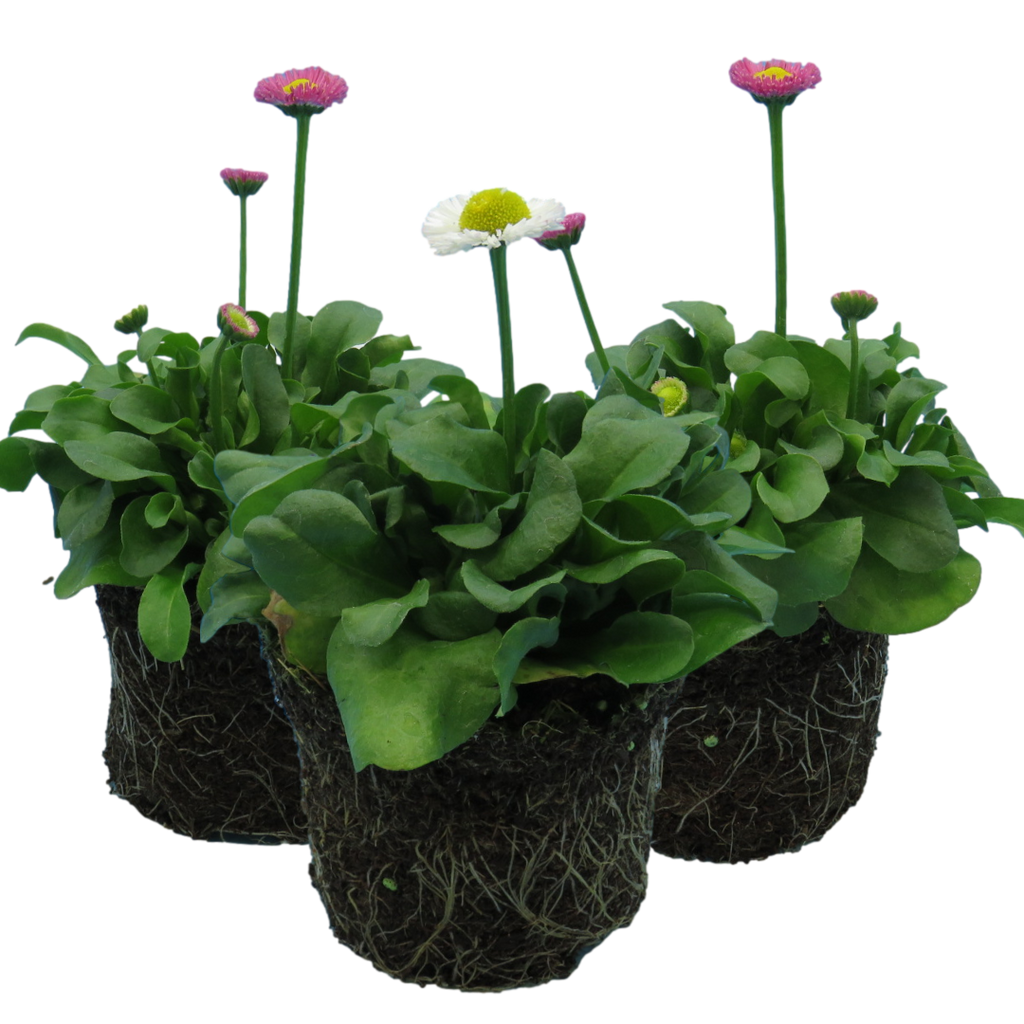 Bellis perennis Assorted from Cedar Nursery, Cobham