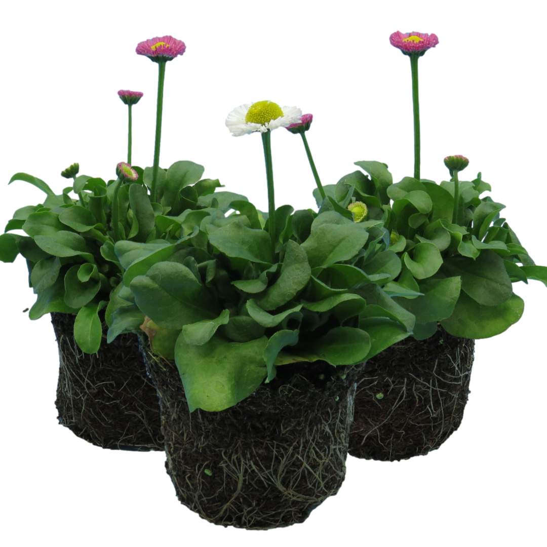 Bellis perennis Assorted from Cedar Nursery, Cobham
