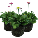 Bellis perennis Assorted from Cedar Nursery, Cobham