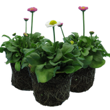 Bellis perennis Assorted from Cedar Nursery, Cobham